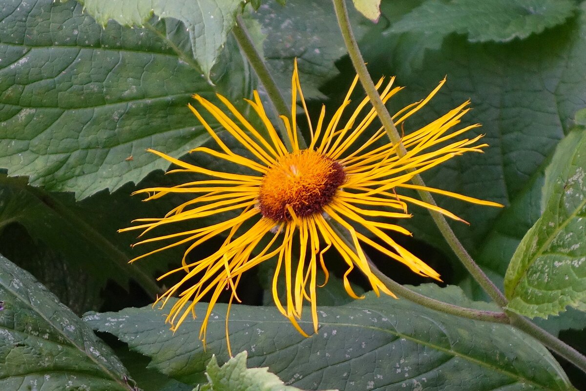 Девясил - Рита Симонова