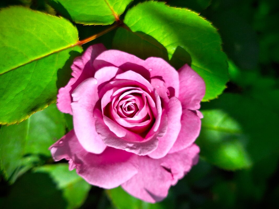 Роза - Наталья 