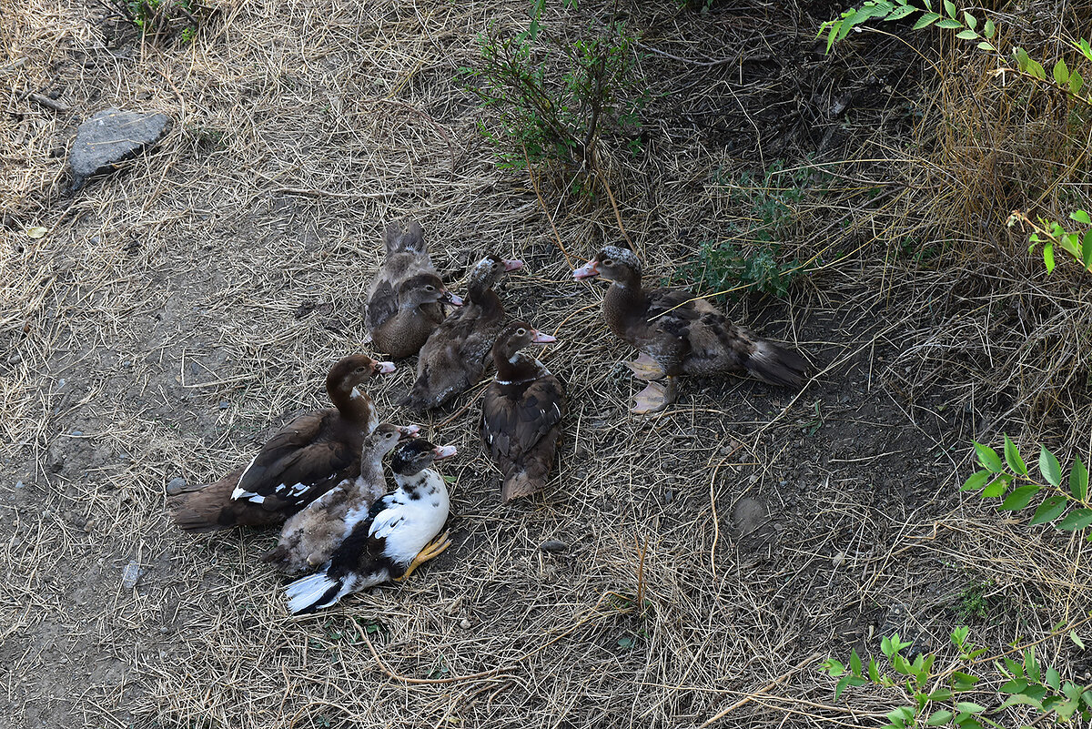 Семерых одним "ударом".Фотоохота - Александр 