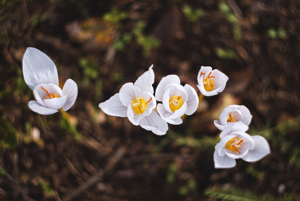 История осенних воскрешений. - Анатолий Щербак