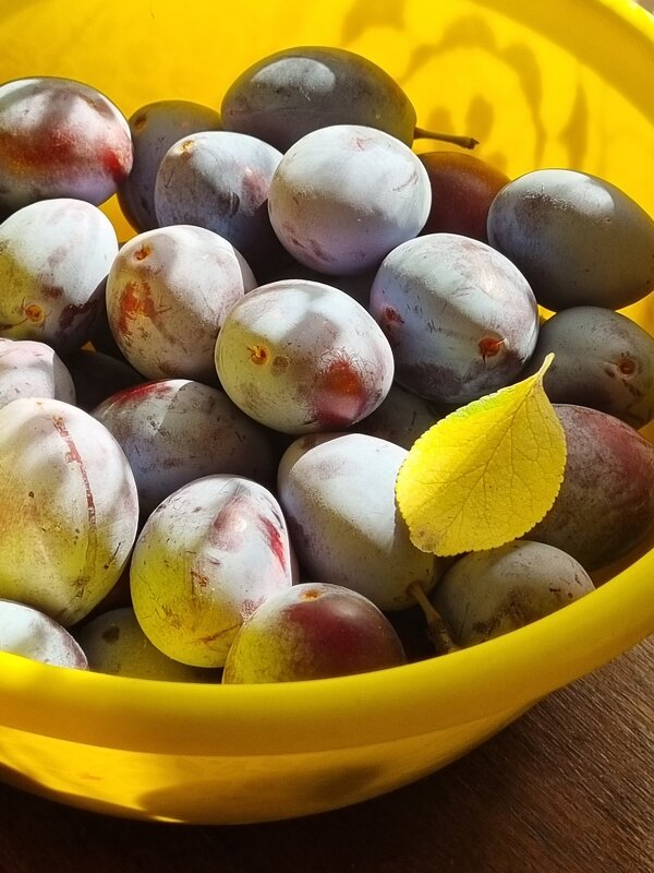 Сливы - Наталья 