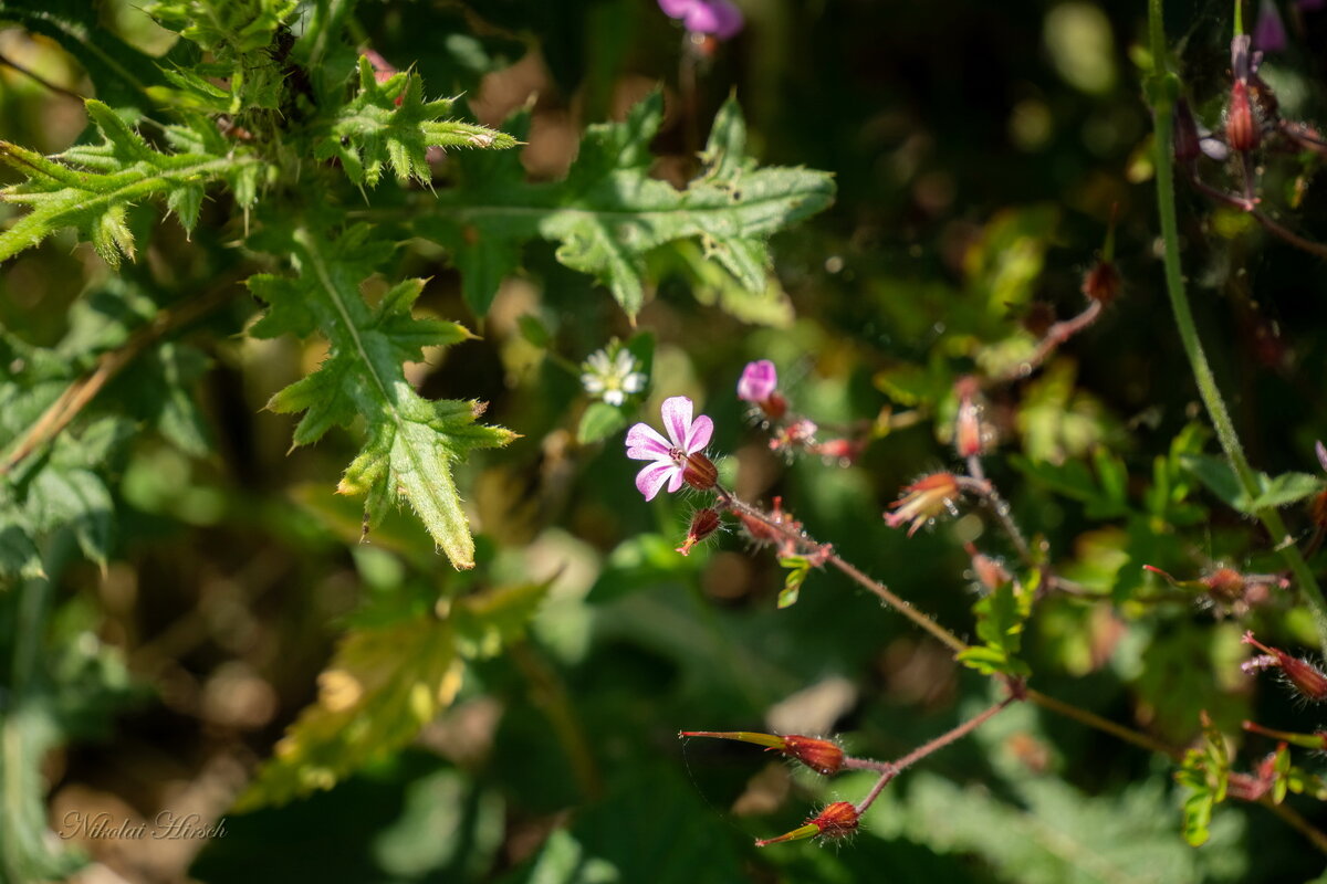 Лесная жизнь... - Николай Гирш