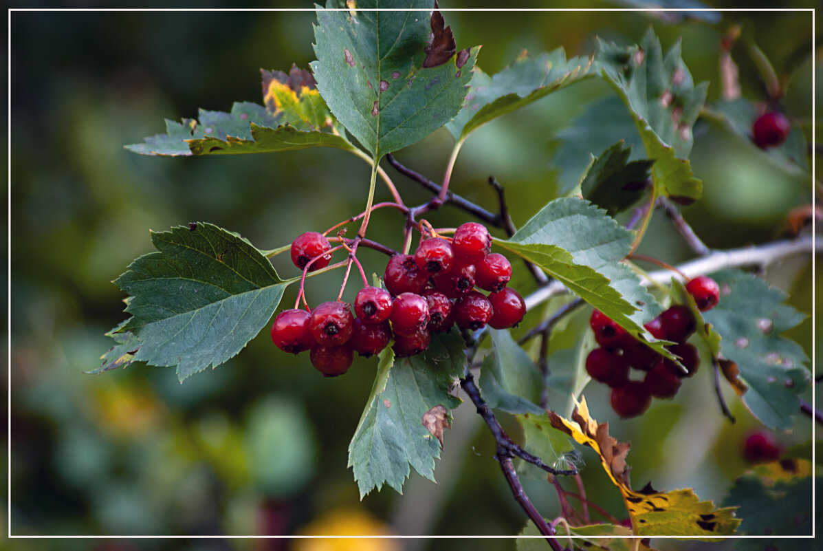 Перезрели - Владимир Кроливец