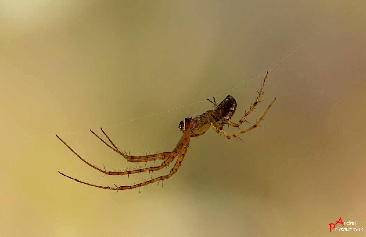 По ниточке... - Андрей Пристяжнюк