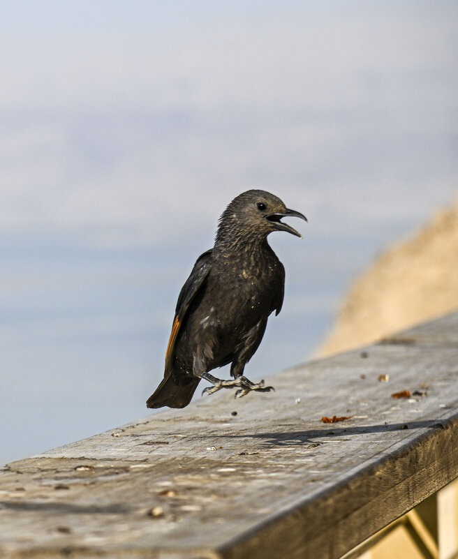 на посадку) - Осень 