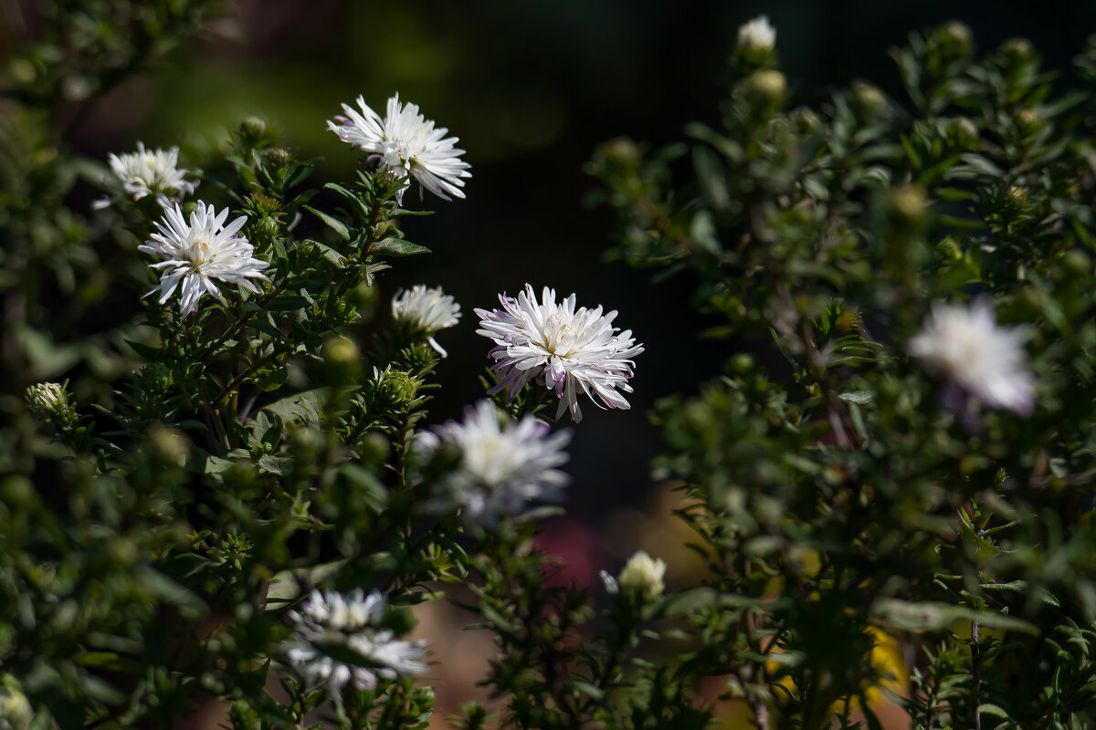 Сентябринки. - Sergey (Apg) Сентябринки. - Sergey (Apg)