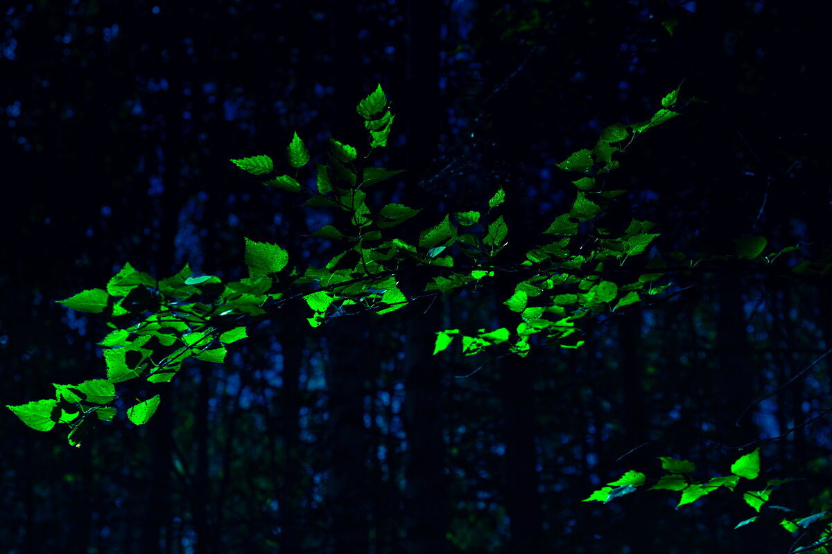 ... - Денис Безногов