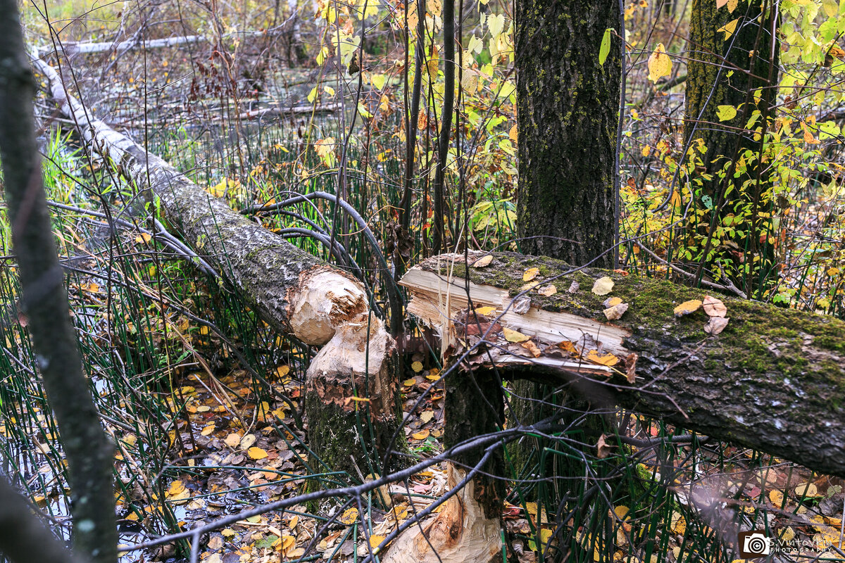 Бобры постарались - Сергей Винтовкин