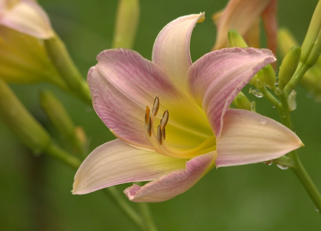 Лилейник - Вячеслав Минаев