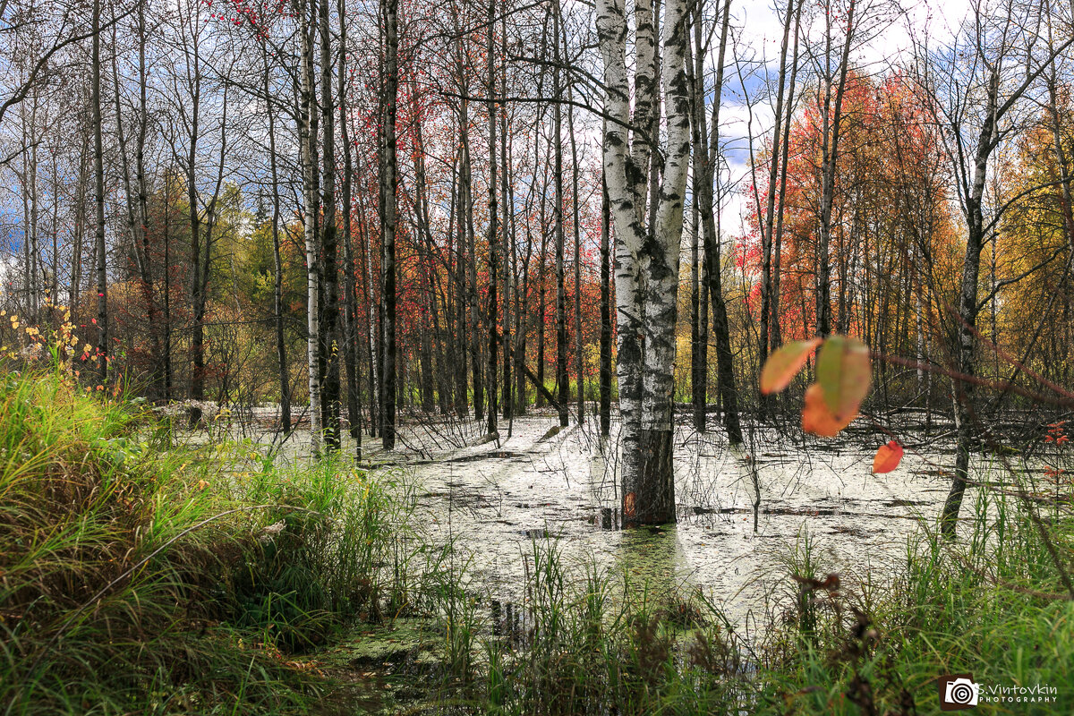 Бобриный Лог - Сергей Винтовкин Бобриный Лог - Сергей Винтовкин