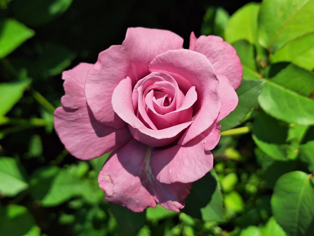 Роза - Наталья 