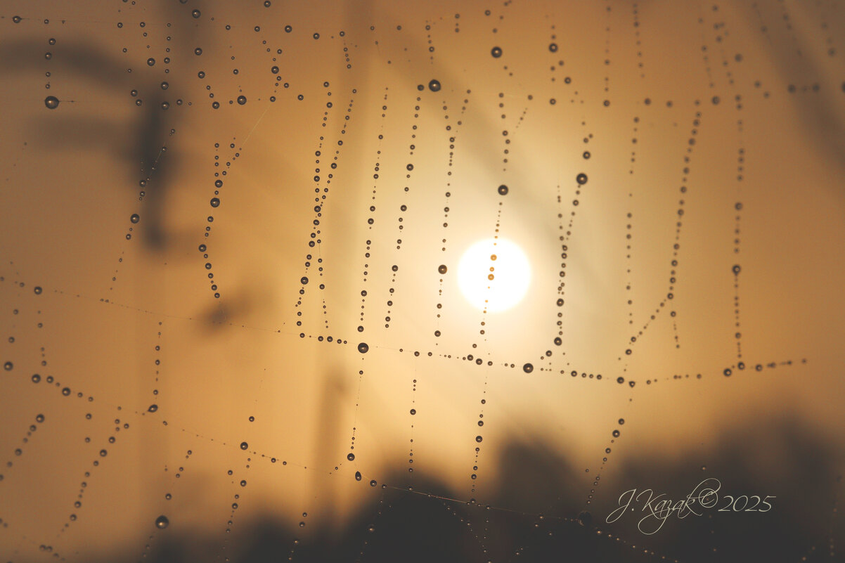 *** - Елена Kазак (selena1965)