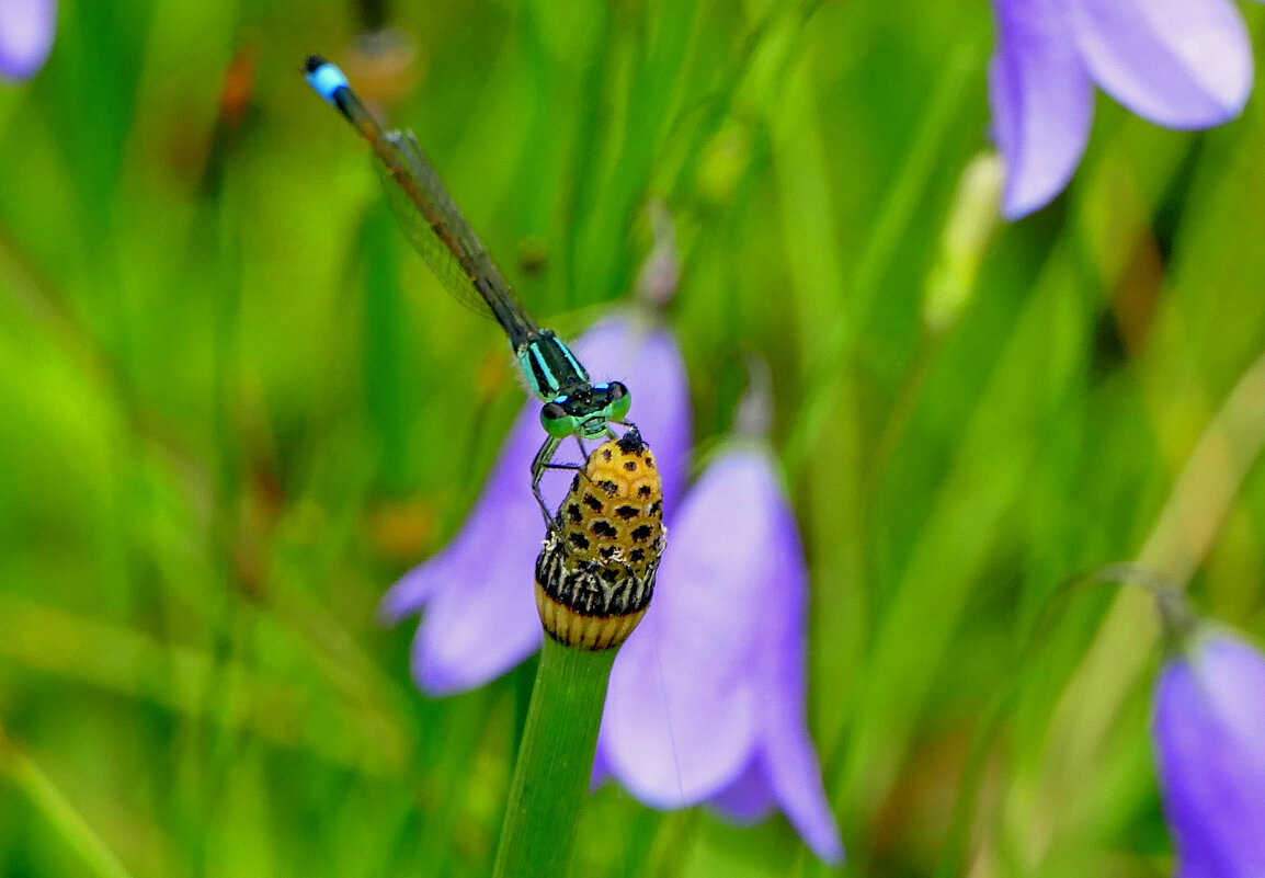 опять про стрекоз 33 - Александр Прокудин опять про стрекоз 33 - Александр Прокудин