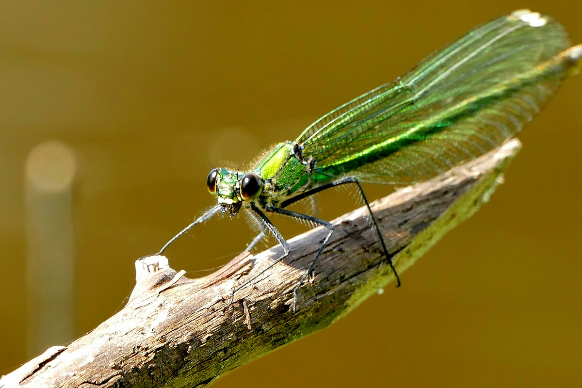 опять про стрекоз 34 - Александр Прокудин