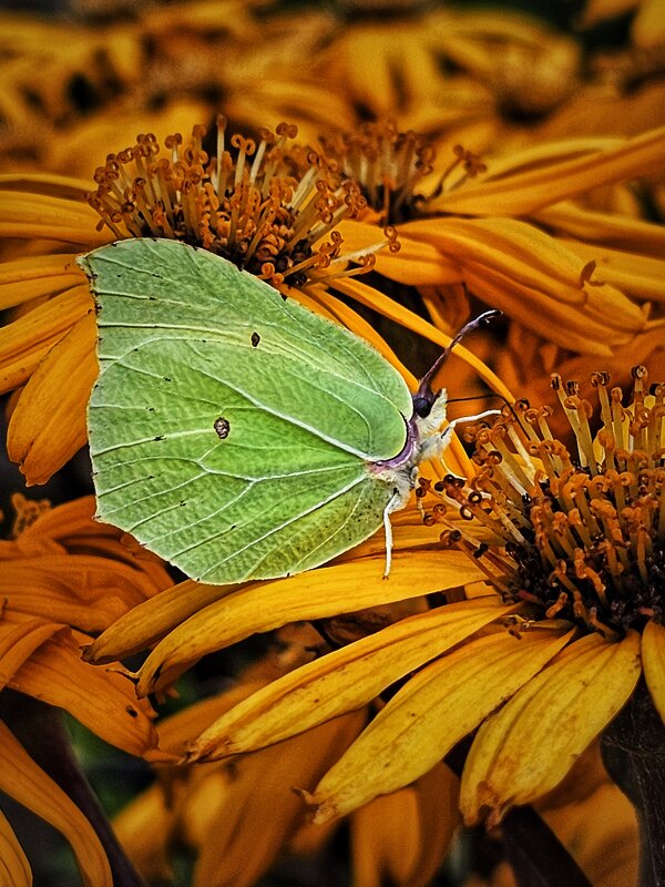Бабье лето в красках. - Галина Левина