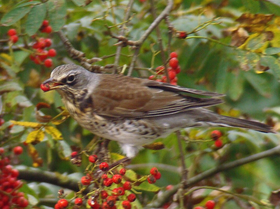 дрозд рябинник - gawrilа - dan