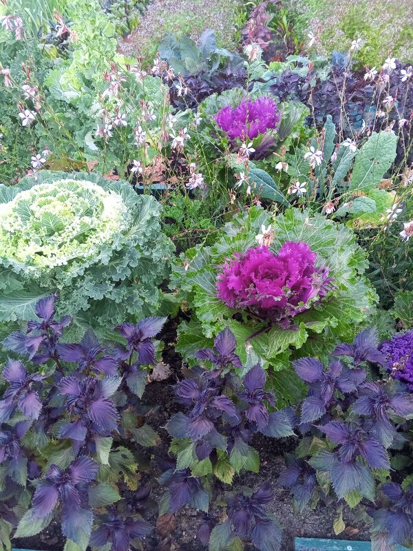 Капуста - Сапсан 