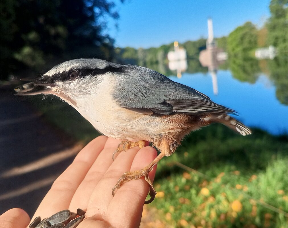 Поползень - Сапсан 