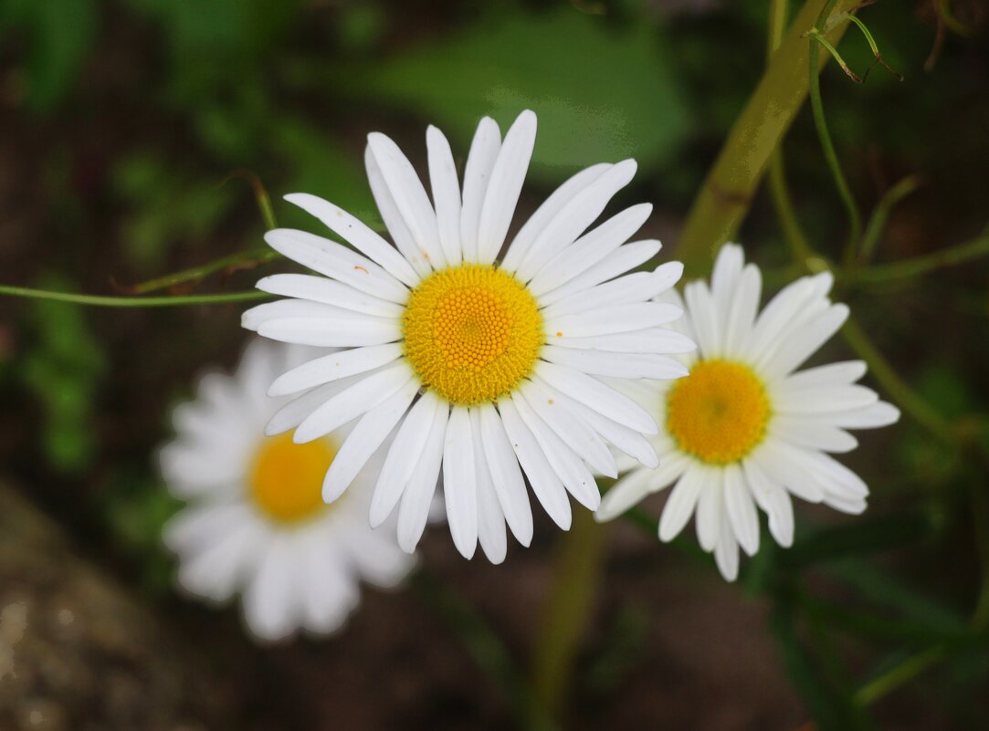 Сентябрь - Наталья Герасимова