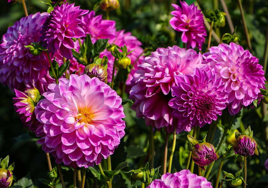 Георгина - Анатолий Шумилин