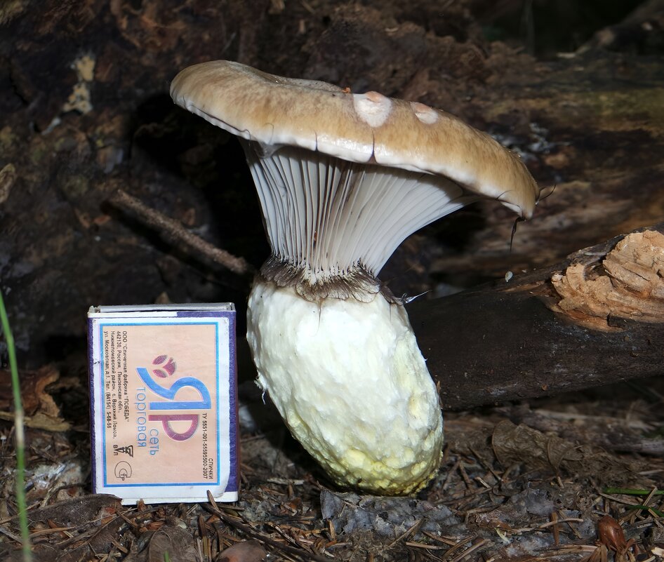 Про мокруху еловую... - Андрей Заломленков