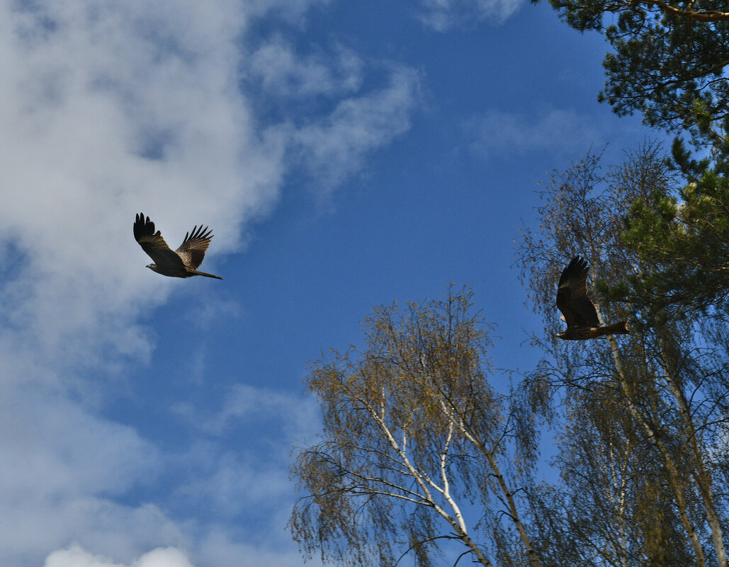Брачные игры хищников - Сергей Шаврин