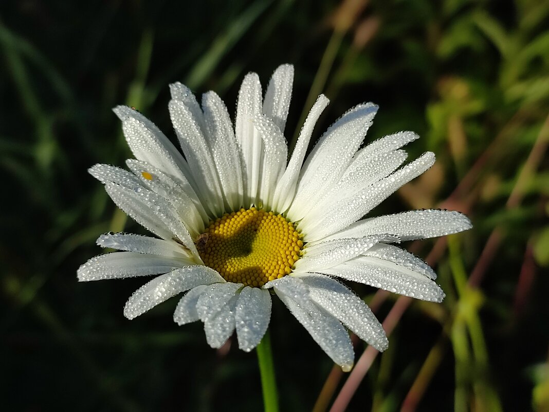 В росе - Валентина Богатко 