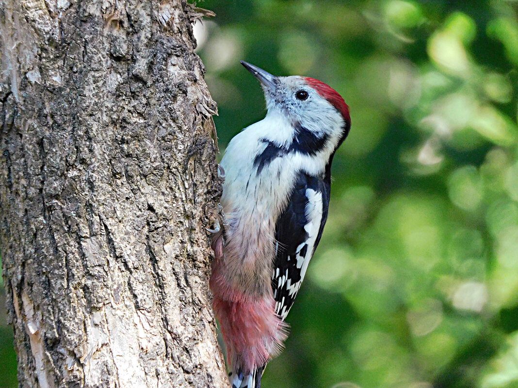 Средний пёстрый дятел - Лина Средний пёстрый дятел - Лина