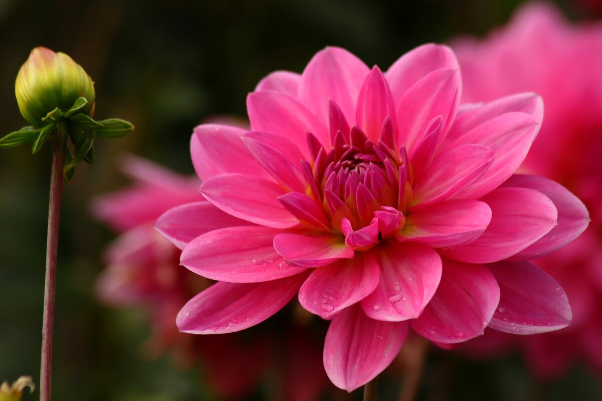 Цветущий - Юрий. Шмаков Цветущий - Юрий. Шмаков