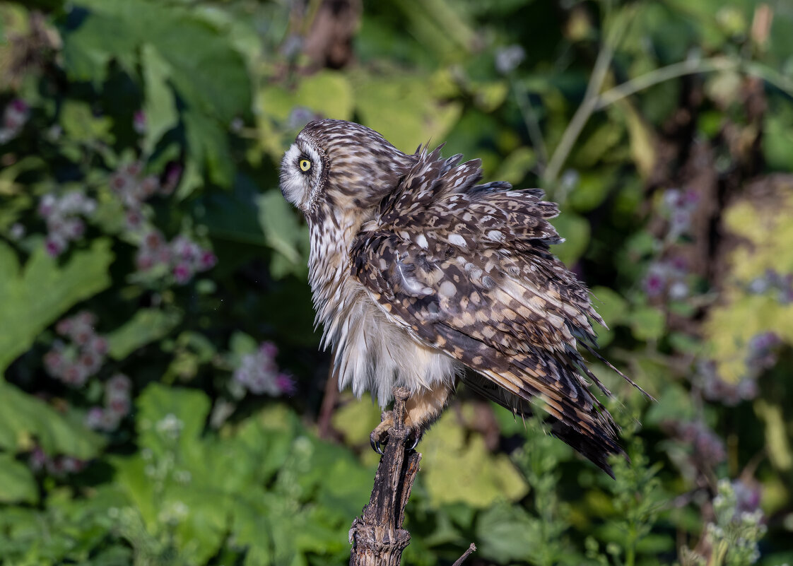 сова болотная. - юрий макаров