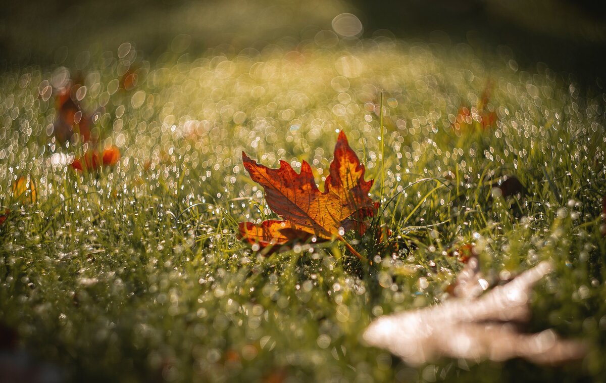 Павшие в космос октябрьских рос. - Анатолий Щербак