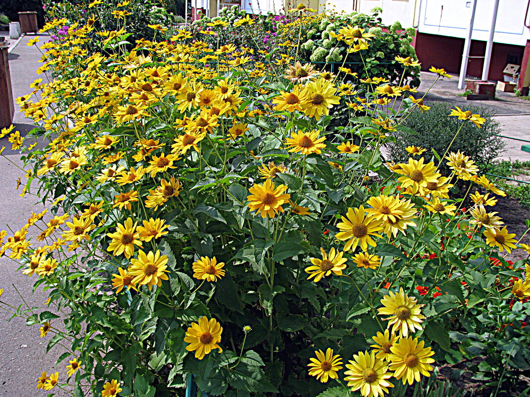 Цветы. - Владимир Драгунский