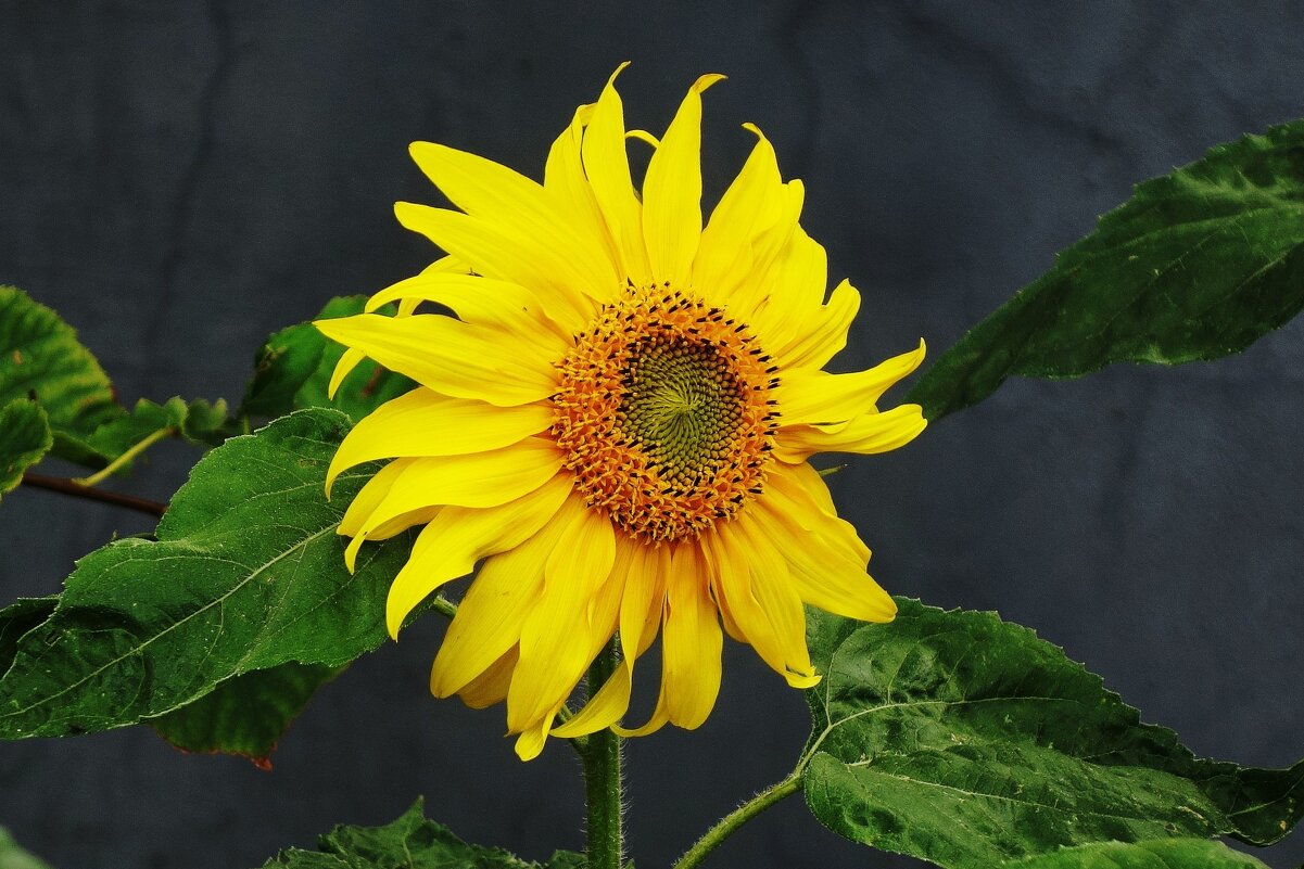 Подсолнечник - Рита Симонова