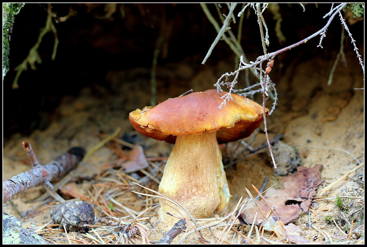 Вышел в свет... - Aleksandr Gal