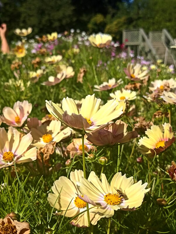 Цвета осени - Pippa 