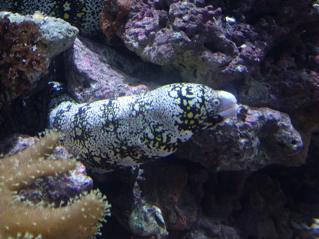 Мурена звёздчатая - Лидия Бусурина