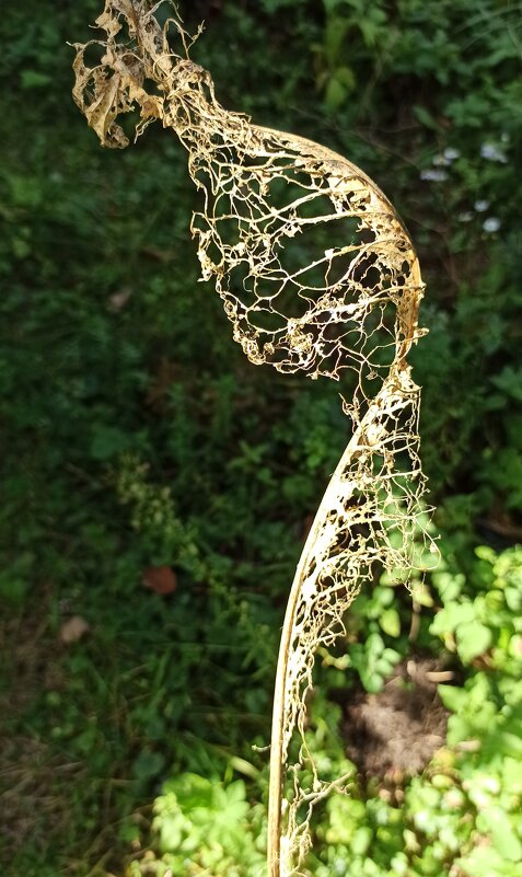 Кто сплёл из хрена кружева?! - veilins veilins