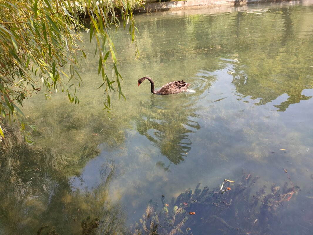 Парк лебединое озеро в Новом Афоне - Ирэн 