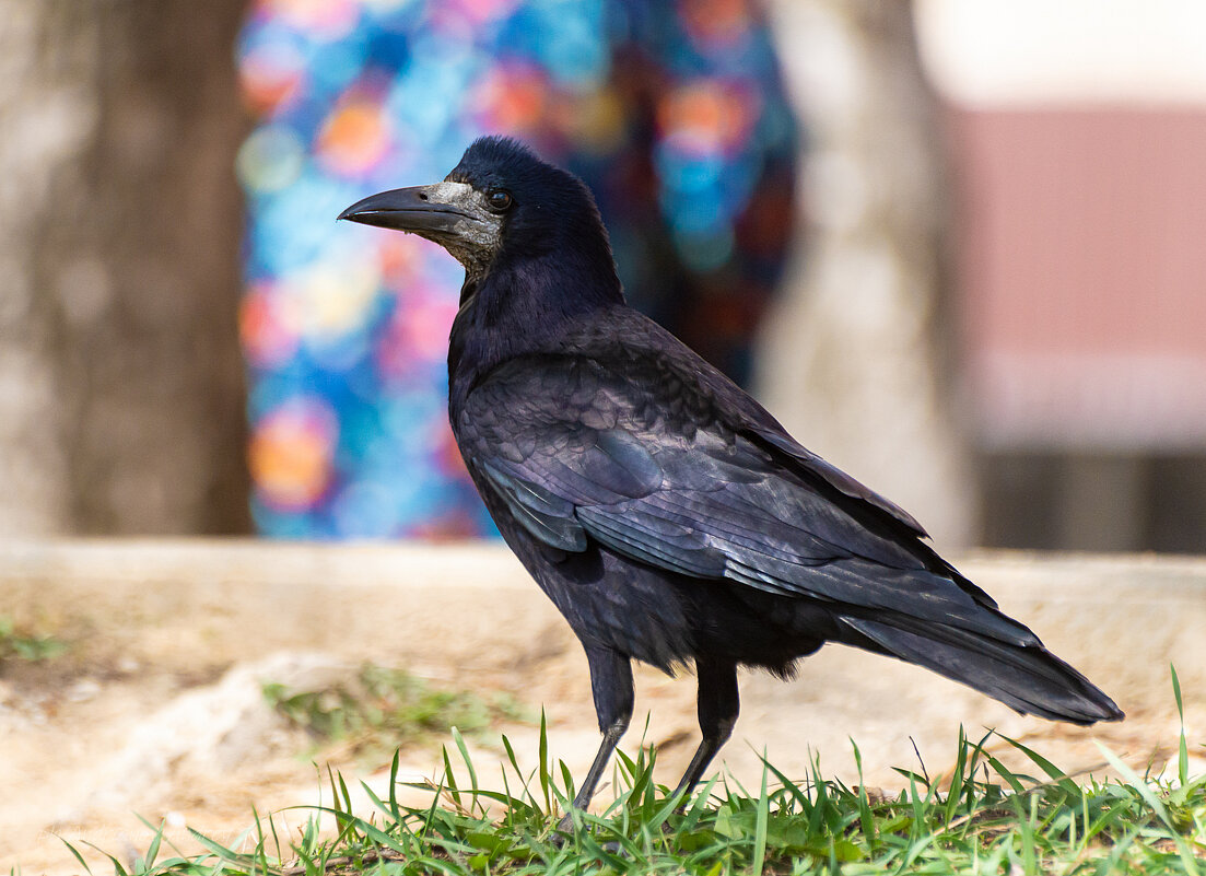 Грач-птица серьезная. - Андрей Андрианов
