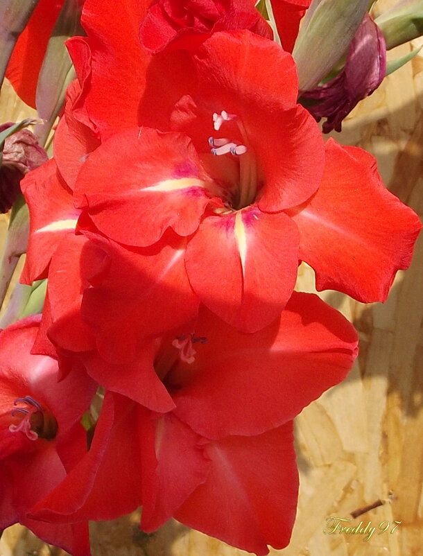 Гладиолус - Freddy 97