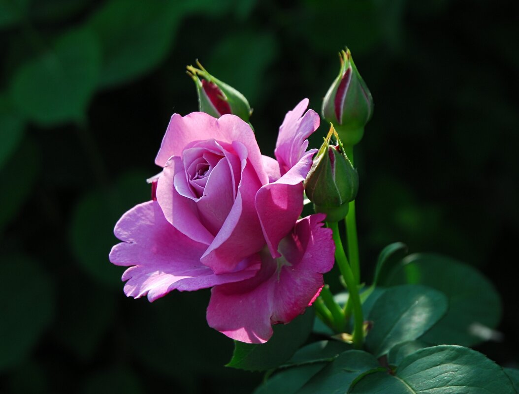 Королева. - Владимир 