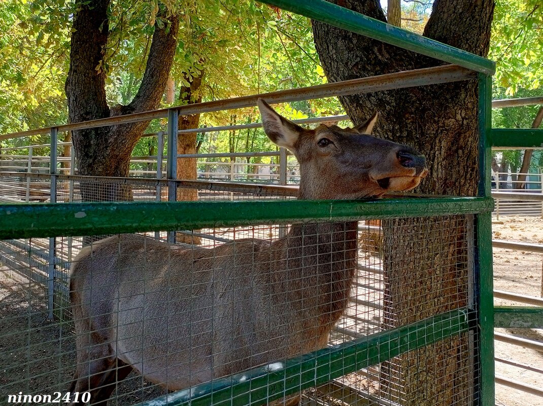 В ростовском зоопарке - Нина Бутко В ростовском зоопарке - Нина Бутко