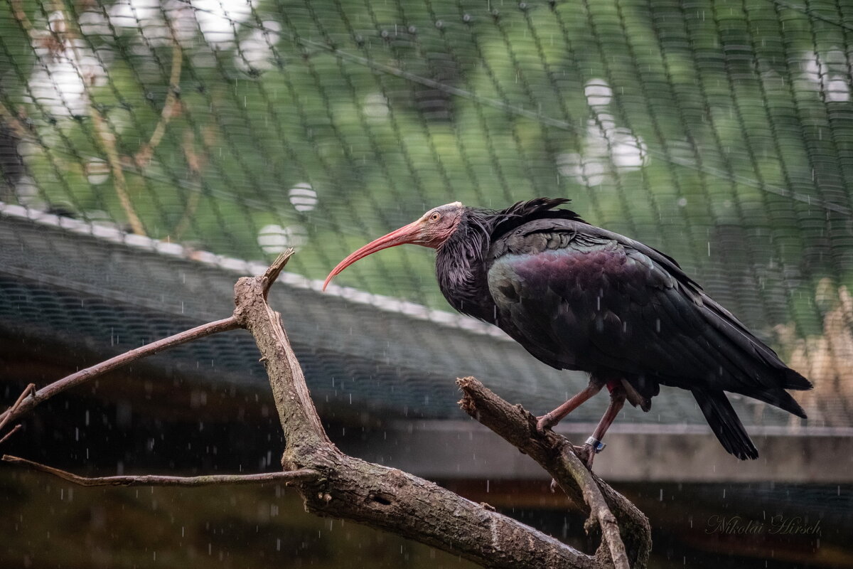 Лесной ибис... - Николай Гирш
