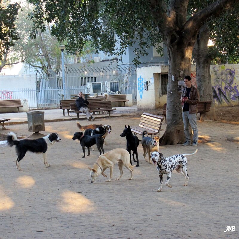 собачий парк - Аркадий Басович