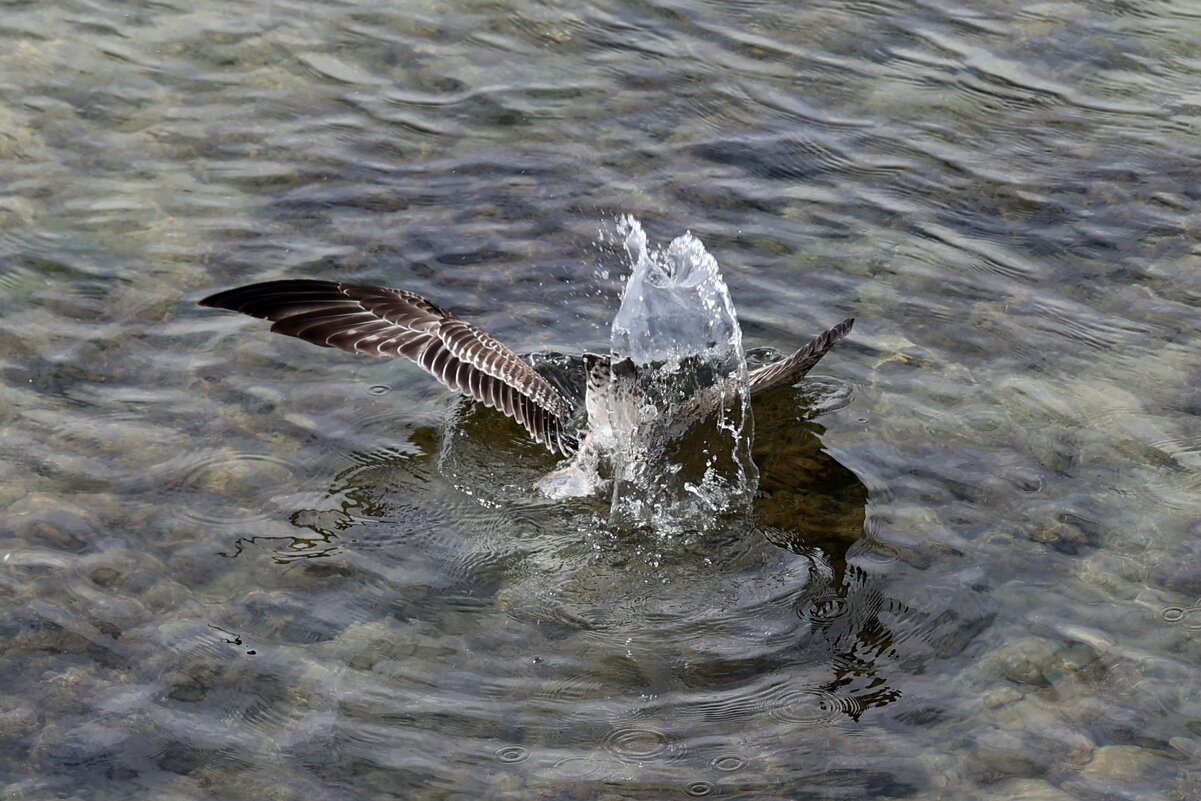 Нырь... - Александр Кондаков