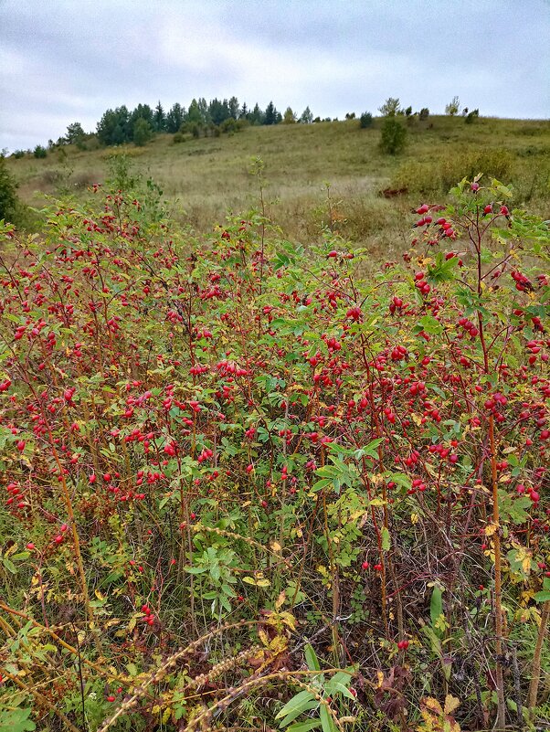 *** - Светлана Кузнецова