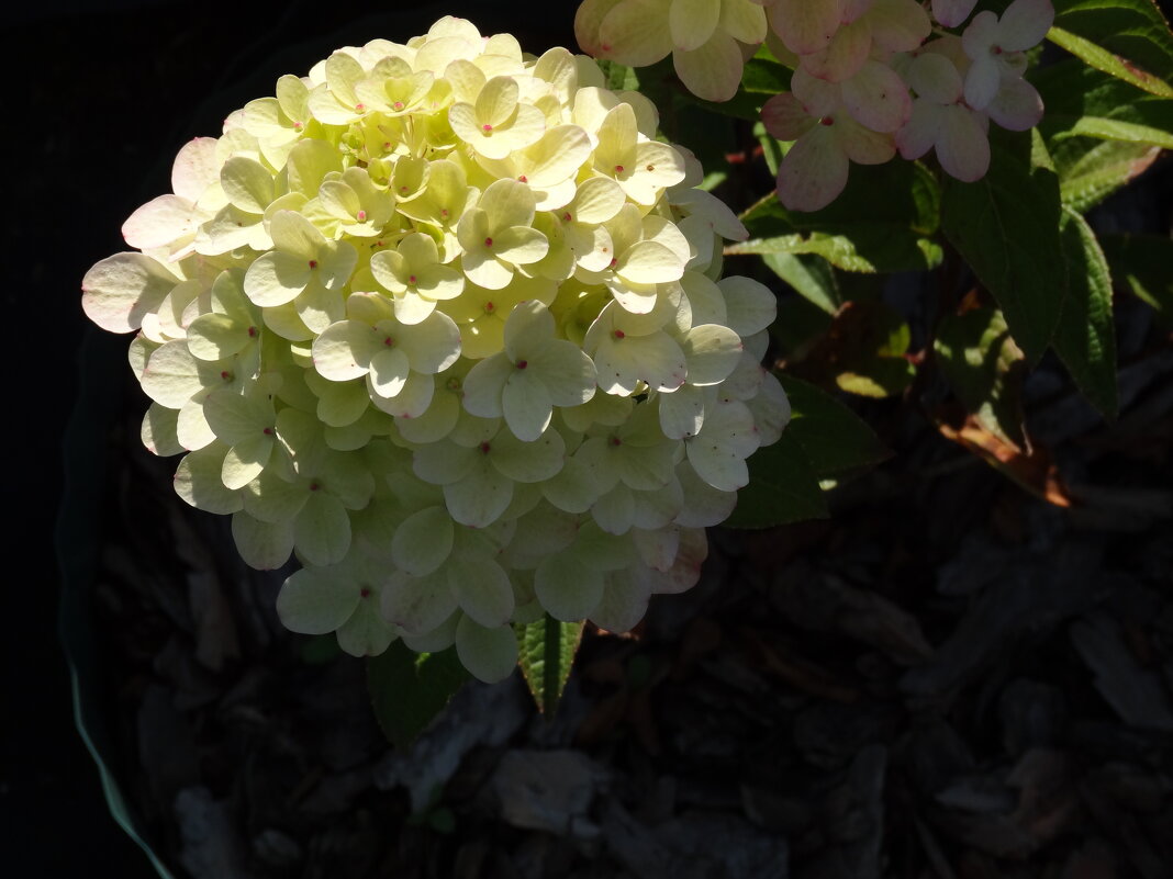 ГОРТЕНЗИЯ - СЕРГЕЙ ФИЛОЧКИН