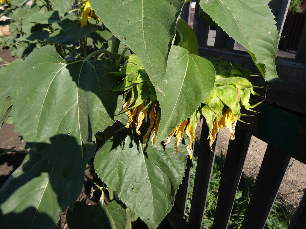 подсолнух - СЕРГЕЙ ФИЛОЧКИН