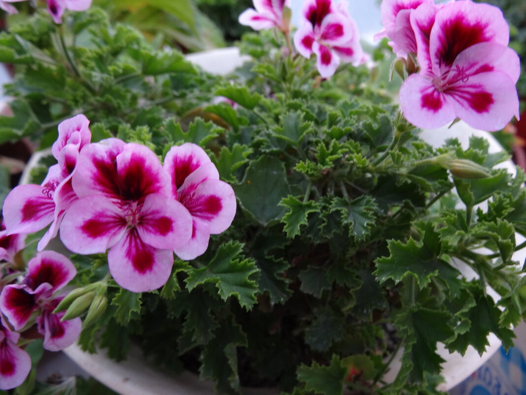 ОСЕННИЕ ЦВЕТЕНИЕ - СЕРГЕЙ ФИЛОЧКИН