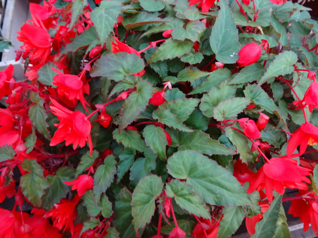 КРАСИВЫЙ ЦВЕТОК - СЕРГЕЙ ФИЛОЧКИН